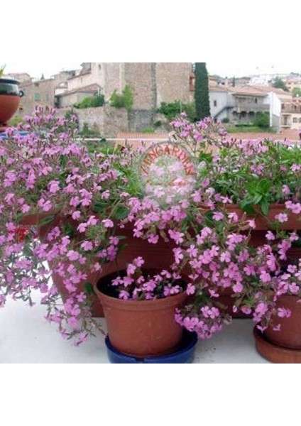 Saponaria Tohumu Sarkan Mine Çiçeği Pembe