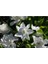 Gardenya Çiçeği Fidanı 10-20 cm 1