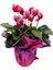 Sıklamen - Cyclamen 1
