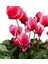 Sıklamen - Cyclamen 2