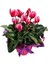 Sıklamen - Cyclamen 5