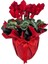 Sıklamen - Cyclamen Kırmızı 1
