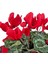 Sıklamen - Cyclamen Kırmızı 4