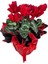 Sıklamen - Cyclamen Kırmızı 5