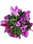 Sıklamen - Cyclamen Pembe 1