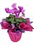 Sıklamen - Cyclamen Pembe 2
