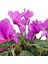 Sıklamen - Cyclamen Pembe 3
