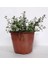 Saksılı Kekik Fidanı 10-20 cm Potted Thyme Sapling 1
