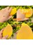 Limon 3 Adet Şeftali Güzellik Yumurta Meyve Sünger Tozu Puf Mango Yumurta Makyaj Yumurta Yüz Vakıf Krem Kapatıcı Kadın Makyaj Aksesuarları Aracı (Yurt Dışından) 4