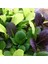 Mini Pak Choi Salata Tohum Karışımı 2