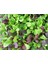 Mini Pak Choi Salata Tohum Karışımı 3