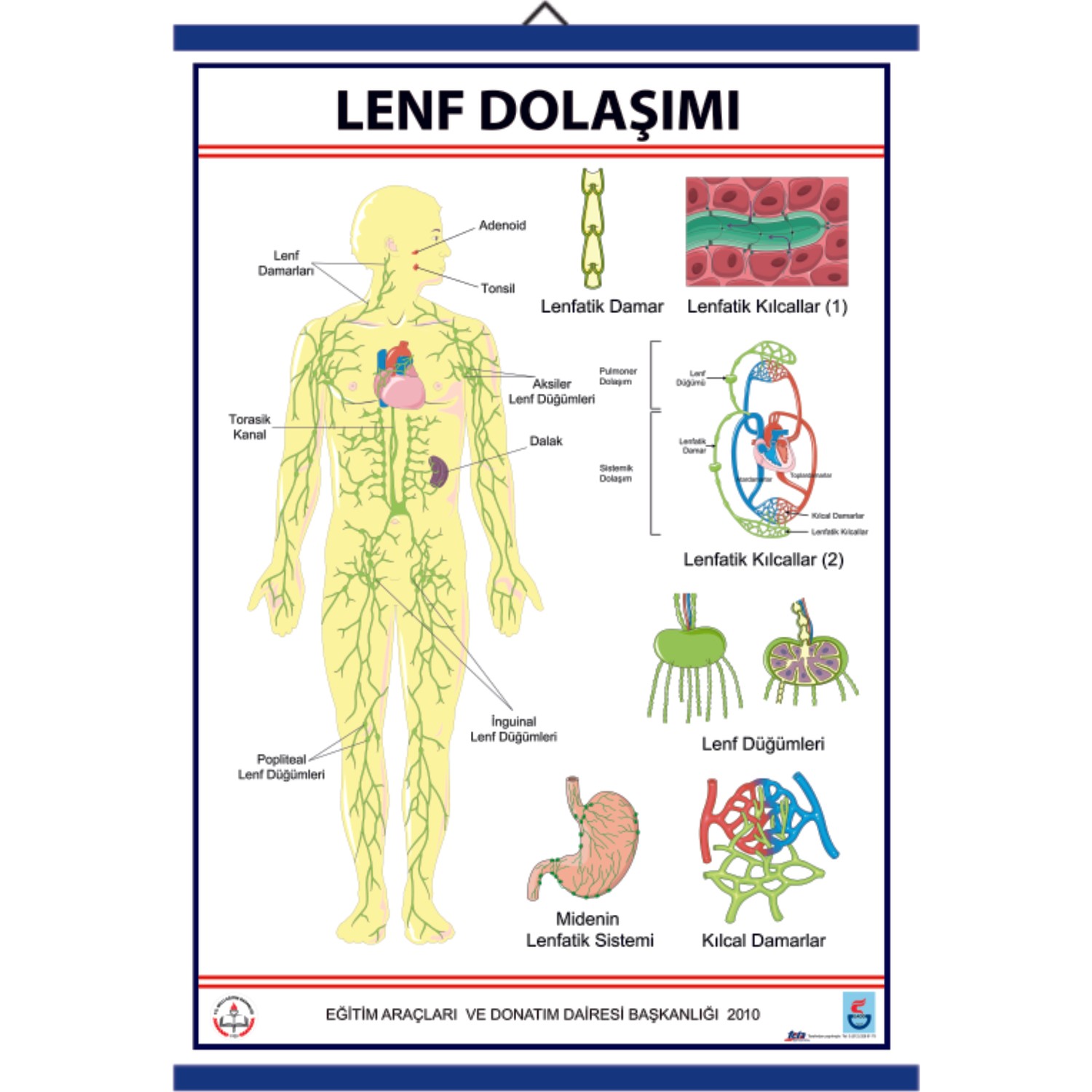 Edulab Lenf Dolasimi Levhasi Fiyati Taksit Secenekleri