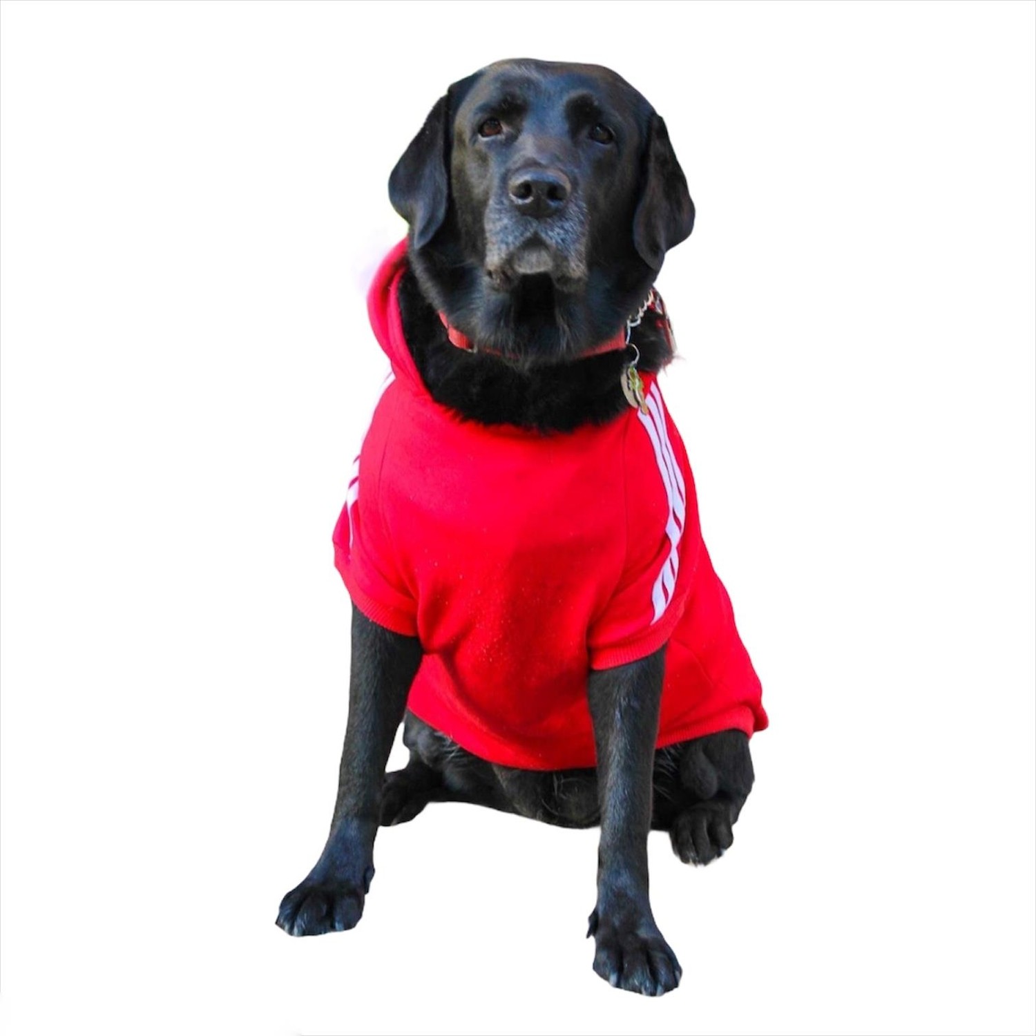 Kirmizi Adidog Kapsonlu Sweatshirt Orta Ve Buyuk Irklar Icin Kopek Kiyafeti