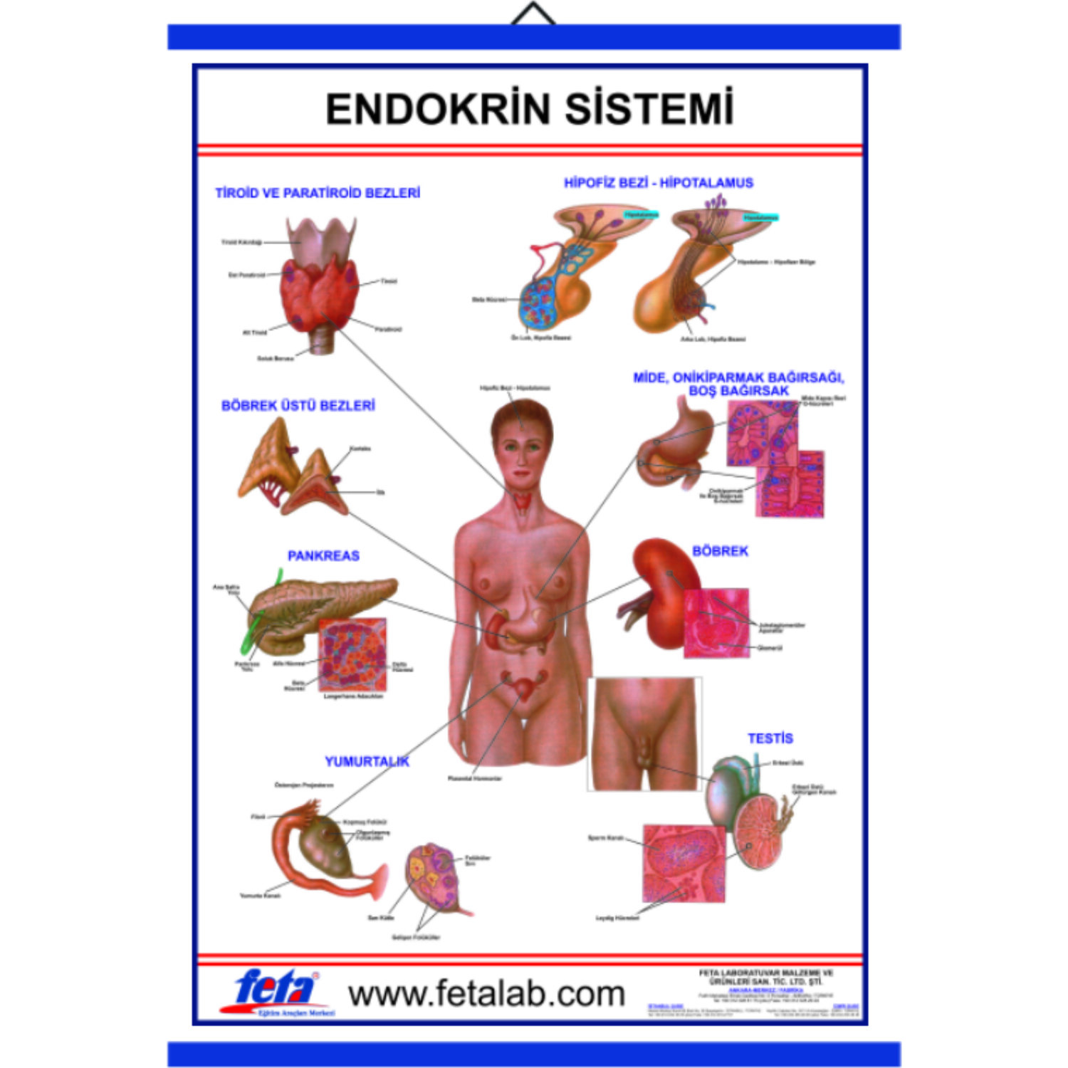 Endokrin endokrine kjertler