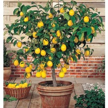 EVİM BAHÇEM Limon Ağacı Fidanı Meyveli Saksılı Bodur Limon Ağacı Iç Mekan(Bonsai) Bitki