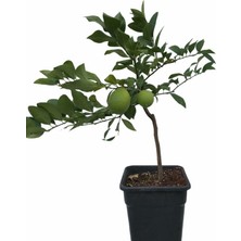 EVİM BAHÇEM Limon Ağacı Fidanı Meyveli Saksılı Bodur Limon Ağacı Iç Mekan(Bonsai) Bitki