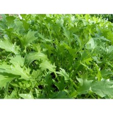 Murat Tohum Bahçe Teresi Tohumu( Garden Cress) 100 Adet Tohum