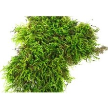 Yapay Çiçeğim KOLUKISA TARIM /GERÇEK DAĞ YOSUNU