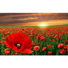 Murat Tohumculuk Murat Tohum Kırmızı Gelincik Çiçeği Tohumu 25 Adet Tohum