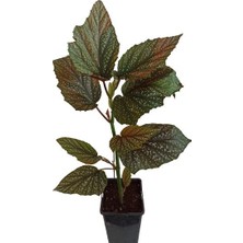 Armenbotanik Çilli Begonya Çiçeği Begonia Aconitifolia Melek Kanadı