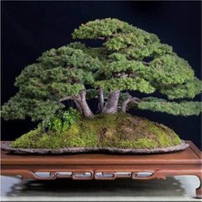 Murat Tohumculuk Murat Tohum Bonsai Fıstık Çamı Ağacı Tohum 5 Adet Tohum