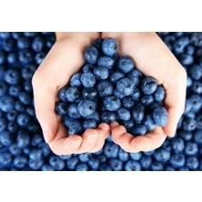 Murat Tohumculuk Murat Tohum Yaban Mersini Tohumu (Blueberry) Tohumu 10 Adet Tohum