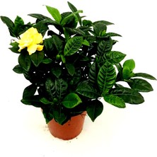 Fidanova Gardenya Miss Kokulu Çiçekli Bitki