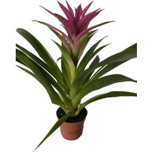 Bitki Fidanım Guzmania Guzmanya Yıldız Çiçeği Mor  30-35 cm