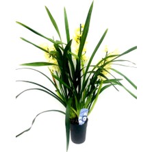 Fidanova Cymbidium Ithal 70-75 cm Boyunda