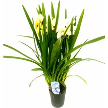 Fidanova Cymbidium Ithal 70-75 cm Boyunda