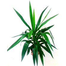 Fidanova Yukka Çelik 55 cm Boyunda