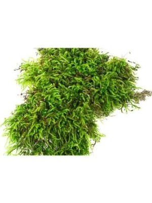 Yapay Çiçeğim KOLUKISA TARIM /GERÇEK DAĞ YOSUNU