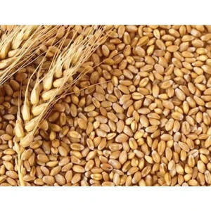 Buğday Tane 5 kg Paket %100 Doğal Yerli Ürün
