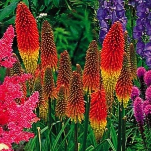 Murat Tohumculuk Murat Tohum Fener Çiçeği Tohumu (Kniphofia Uvaria) 10 Adet Tohum
