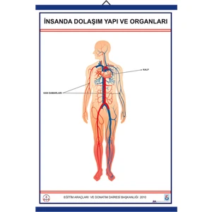 İnsanda Dolaşım ve Yapı Organları