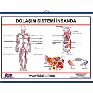 İnsanda Dolaşım Sistemi Levhası