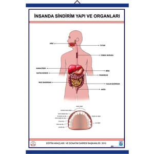 İnsanda Sindirim ve Yapı Organları