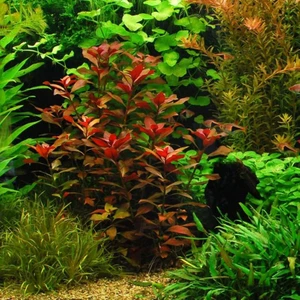 Marimo Scape Akvaryum Bitkileri Ludwigia Diamond Repens