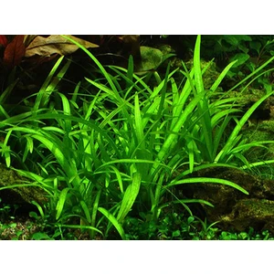 Akvaryum Bitkileri Sagittaria Subulata