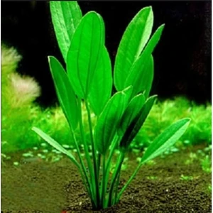 Echinodorus Muricatus