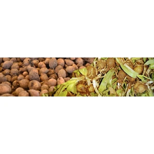 Salep Tohumu 100 Adet