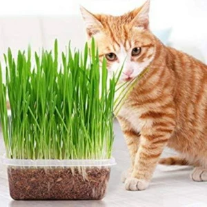 Murat Tohum Kedi Çimi Tohumu 30 gr
