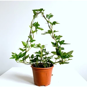 Maison Plants Hedera Helix Sarmaşık Bitkisi