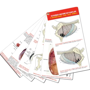 Veteriner Anatomi Cep Kartları At Anatomisi (Thorax - Karın - Pelvis - Üreme O.)