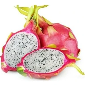 Murat Tohumculuk Murat Tohum Ithal Nadir Beyaz Pitaya Ağacı Tohum Ejder Meyvesi Thumu 10 Adet Tohum