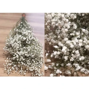 Yapay Çiçeğim Beyaz Şoklu Cipso - Kuru Çiçek
