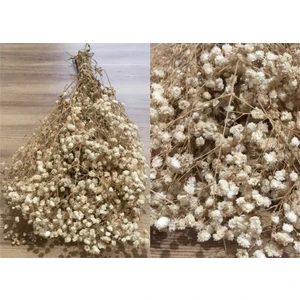 Yapay Çiçeğim Krem Şoklu Cipso - Kuru Çiçek