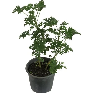 Pelargonium Odoratissimum Itır Bitkisi