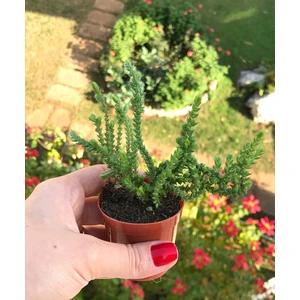Sukulent Çeşitleri Crassula Muscosa - Prenses Çamı