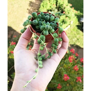 Sukulent Çeşitleri Senecio Rowleyanus - Top Yapılı Tesbih Çiçeği